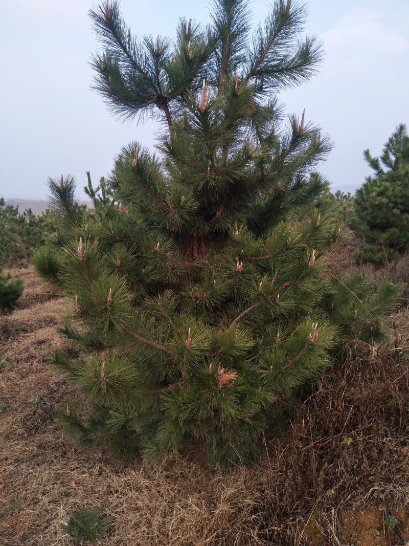黑松又叫风水树。大公司大企业门口园内比有松树。庄重大气。