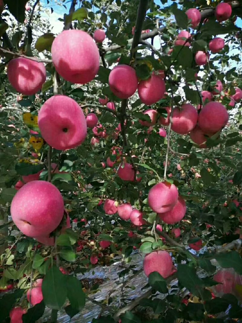 正宗洛川苹果