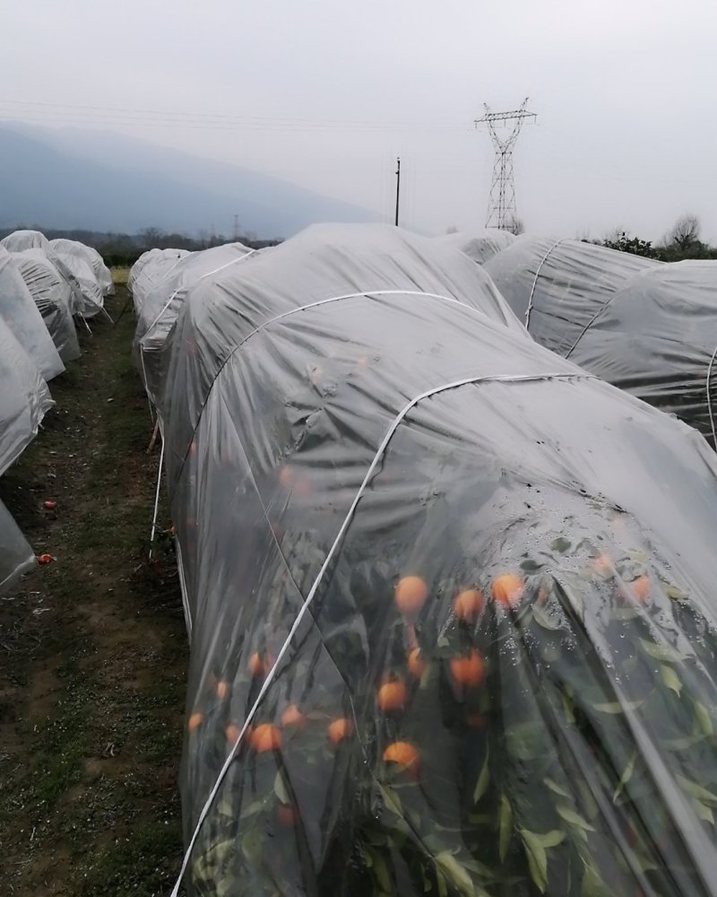 极品沃柑