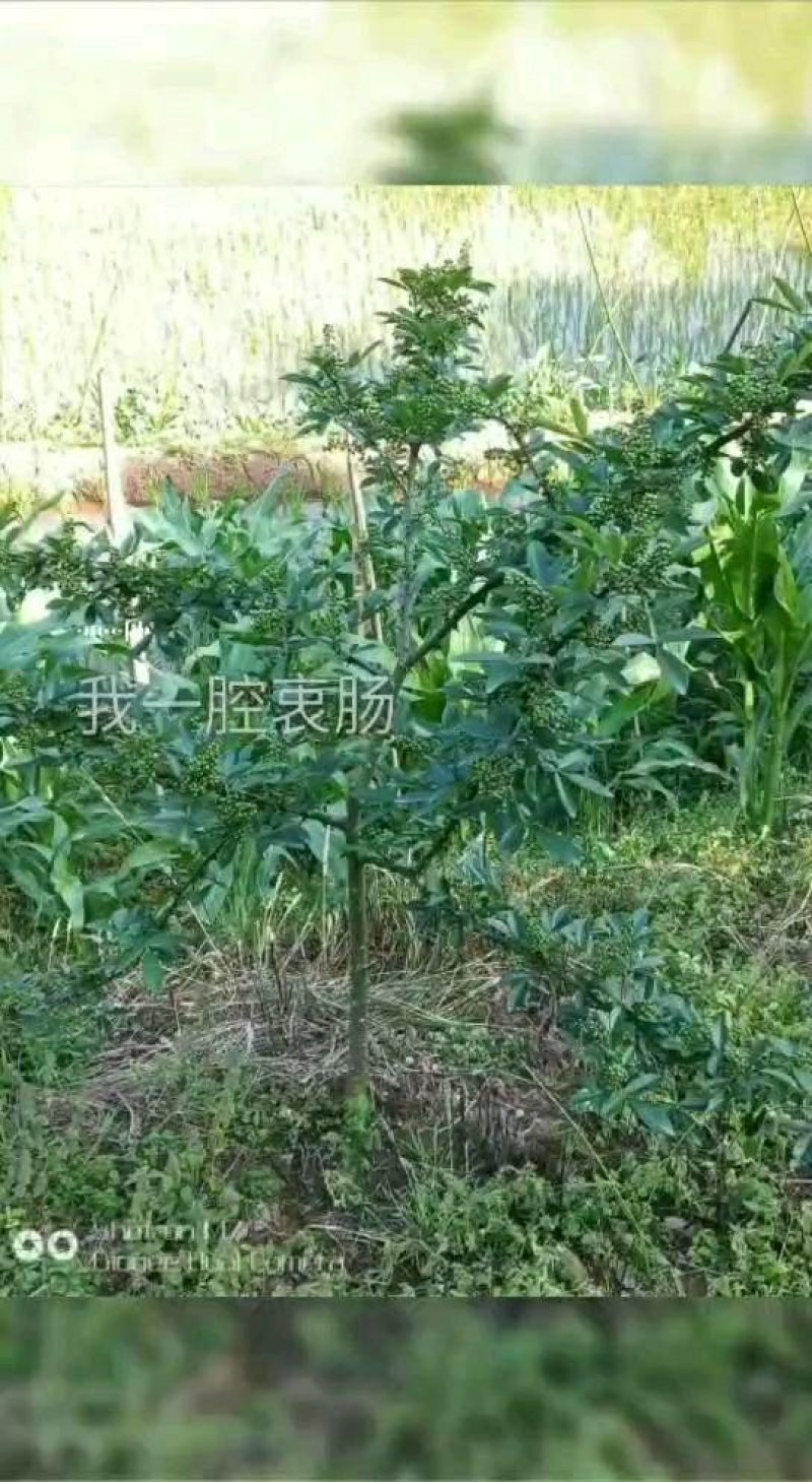 花椒苗