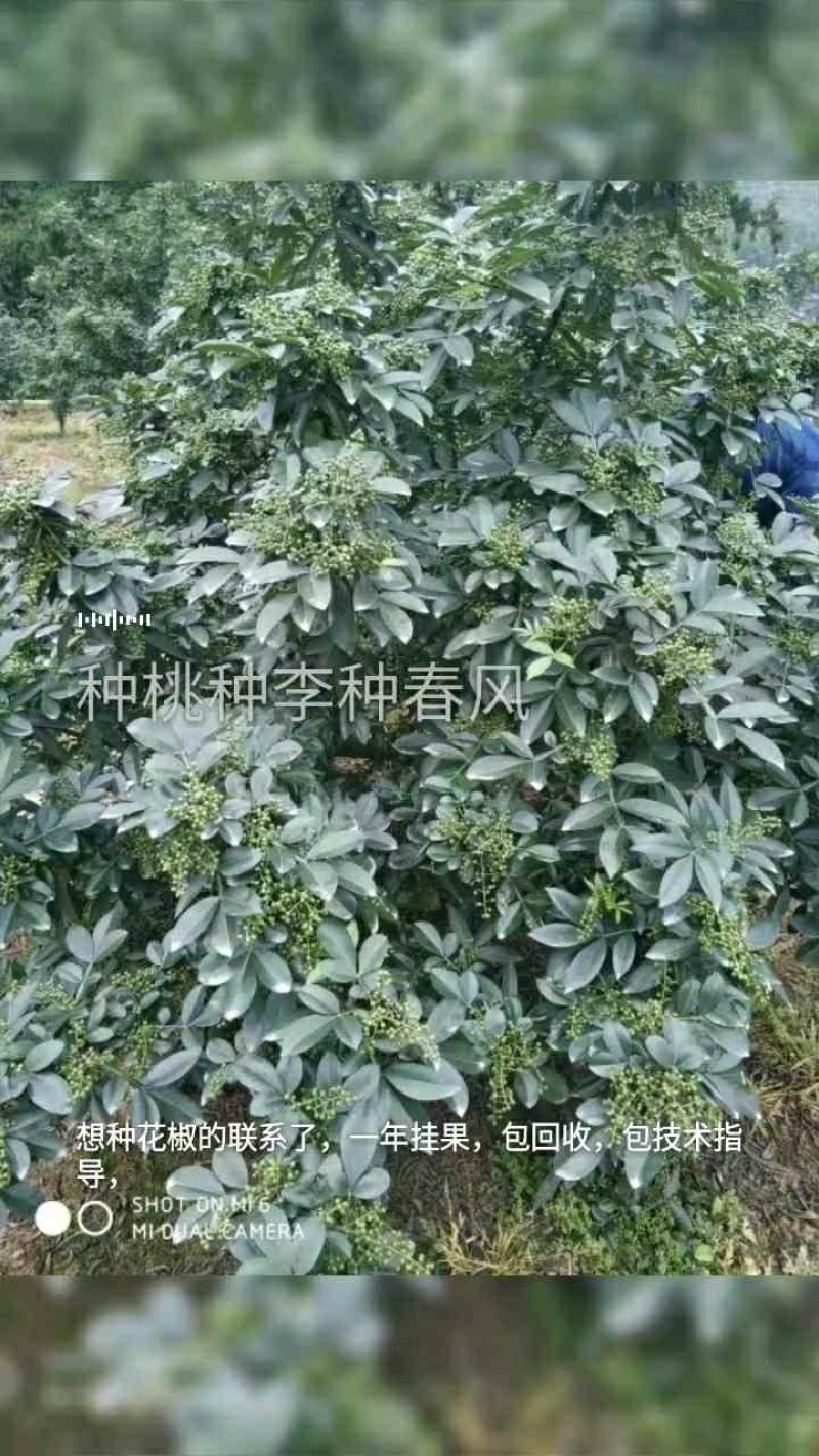 花椒苗