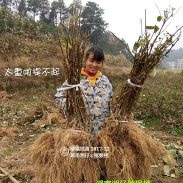 猕猴桃苗1至2公分粗规格