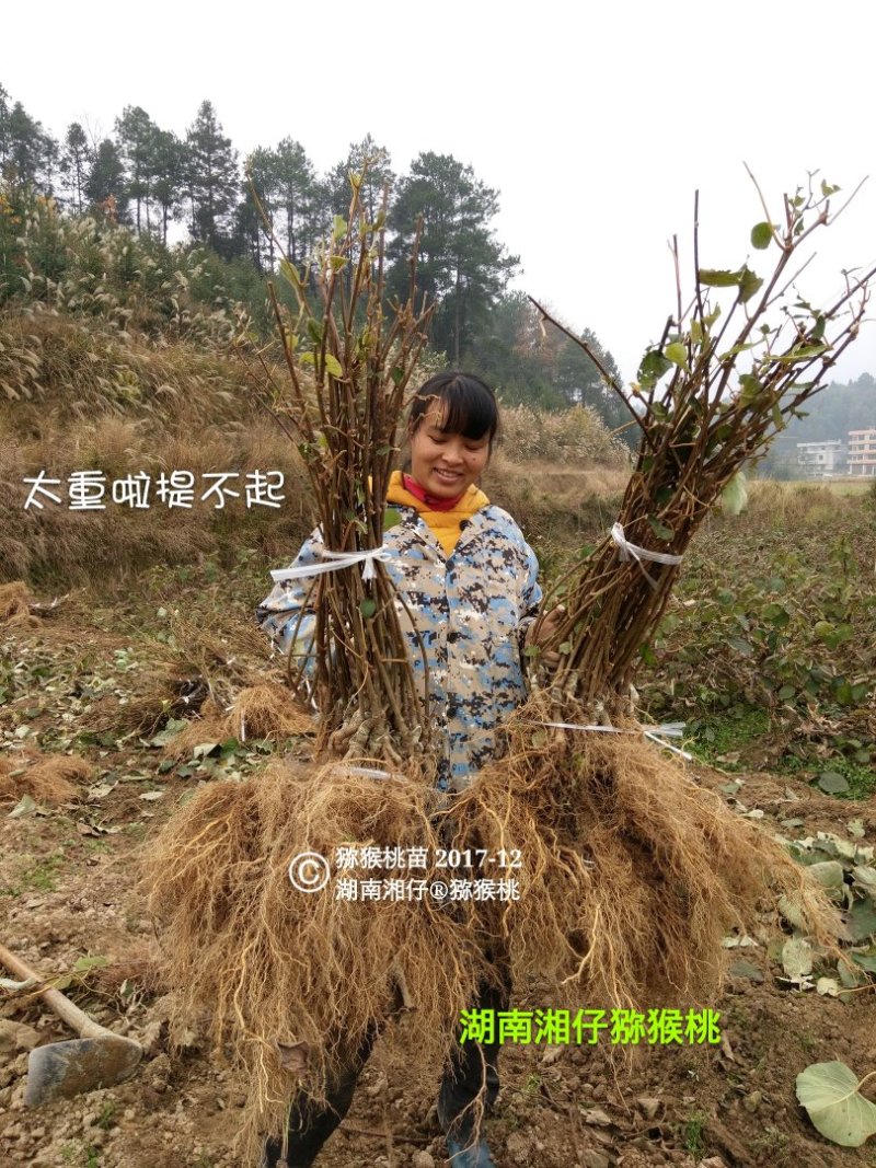 猕猴桃苗1至2公分粗规格