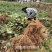 猕猴桃苗1至2公分粗规格