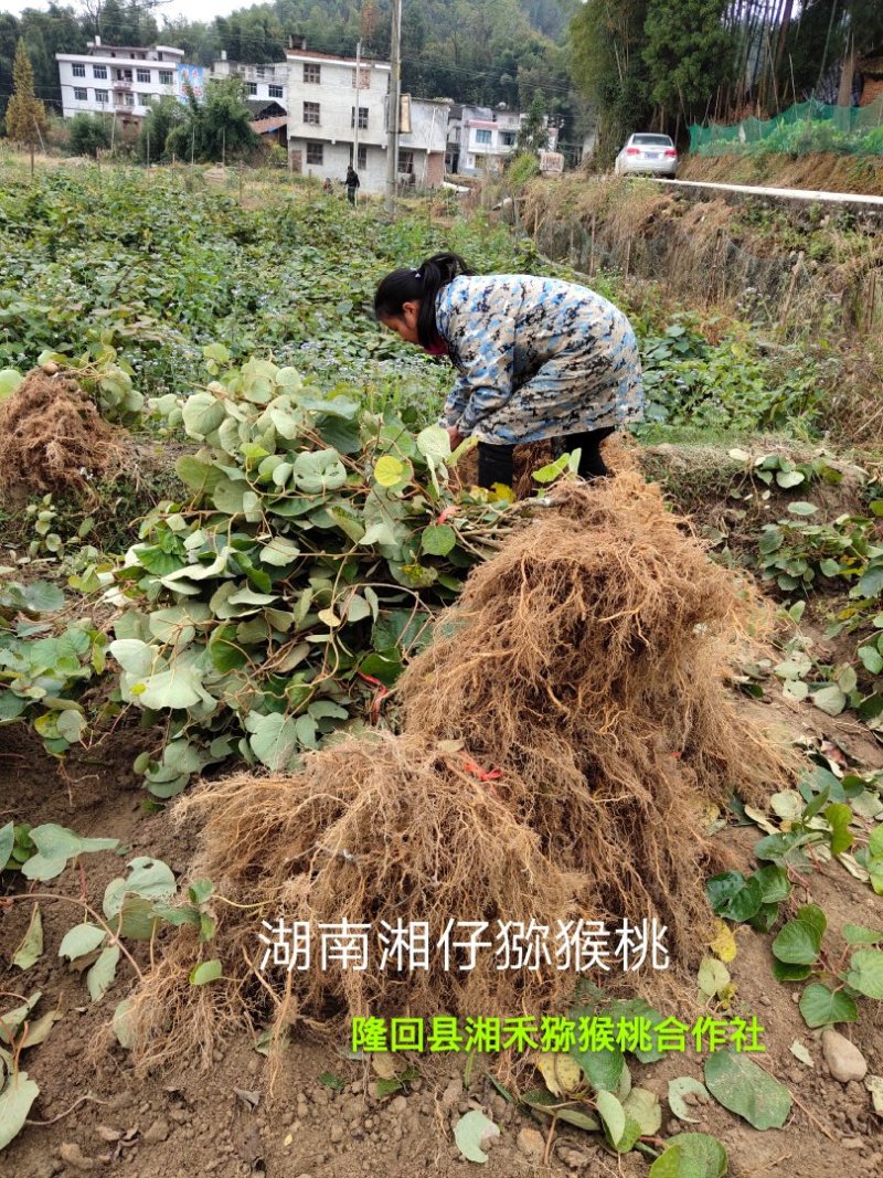 猕猴桃苗1至2公分粗规格