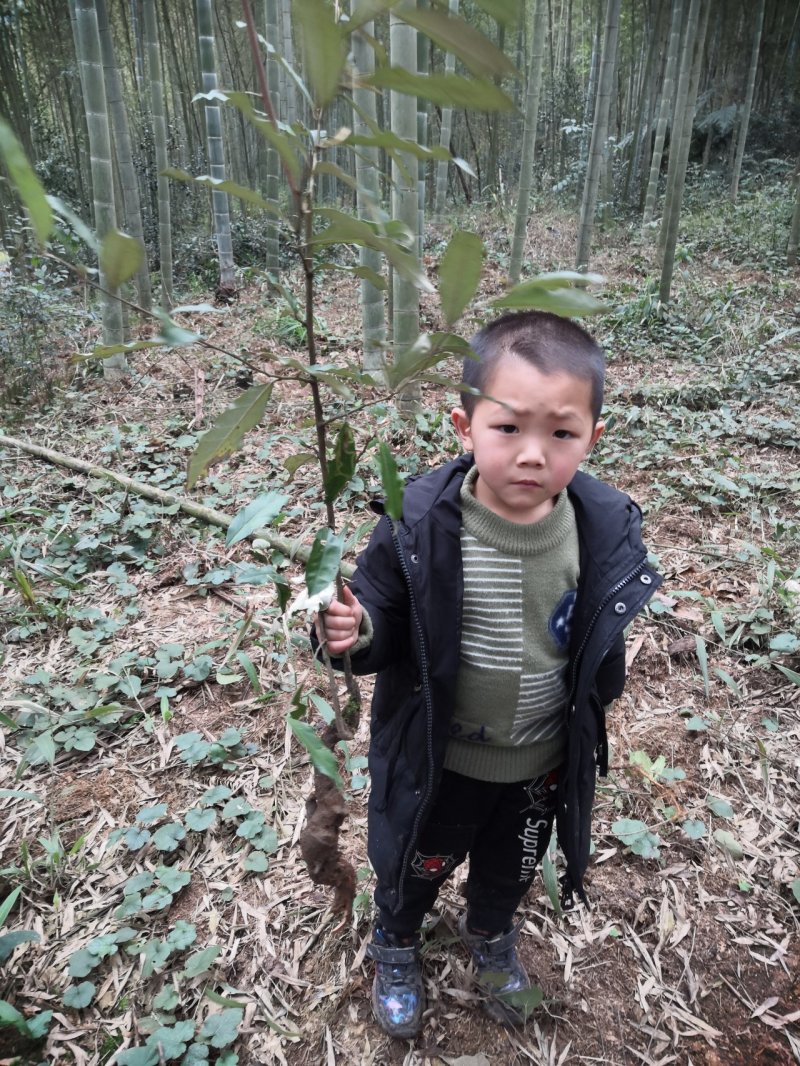 牛奶果碳化木桩盆景苗木