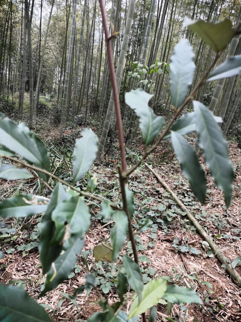 牛奶果碳化木桩盆景苗木