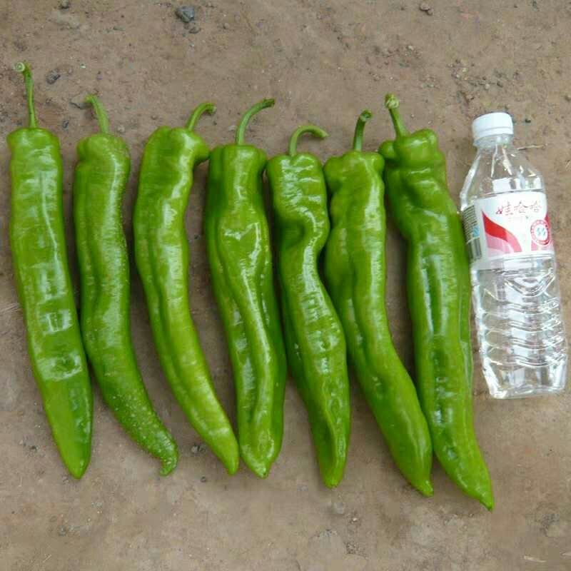 【辣椒苗】黄皮辣椒苗大羊角椒苗菜椒苗已脱毒