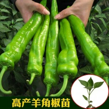 【辣椒苗】黄皮辣椒苗大羊角椒苗菜椒苗已脱毒