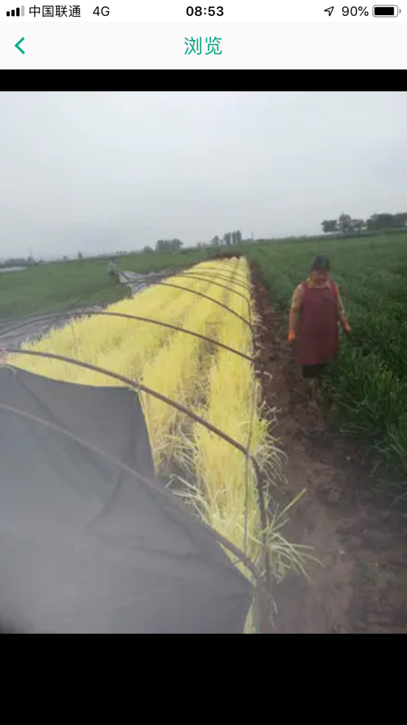 基地直供新鲜韭花