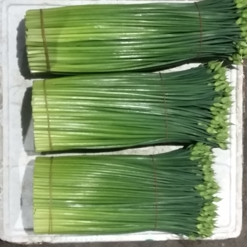 基地直供新鲜韭花