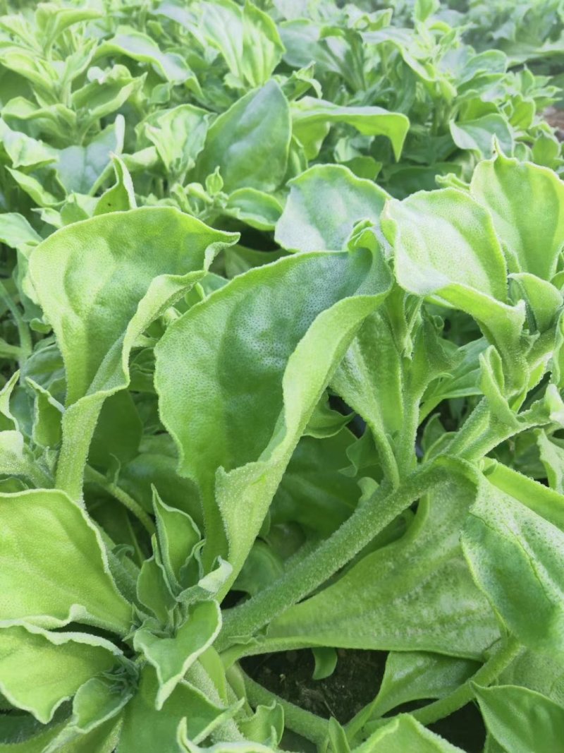 冰菜冰草种苗盆栽特菜籽冰菜四季大棚四季种植