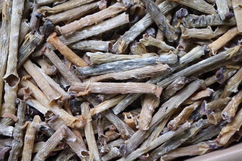 A厂印尼原色沙虫足干，新货回来。足干货，原色没有沙