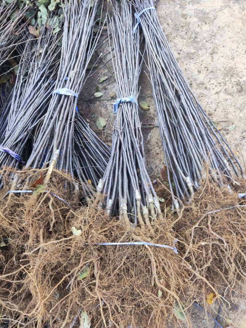华硕苹果树苗优质果树苗品种优良