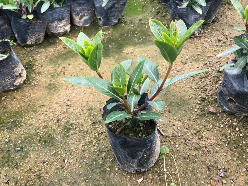 长春花