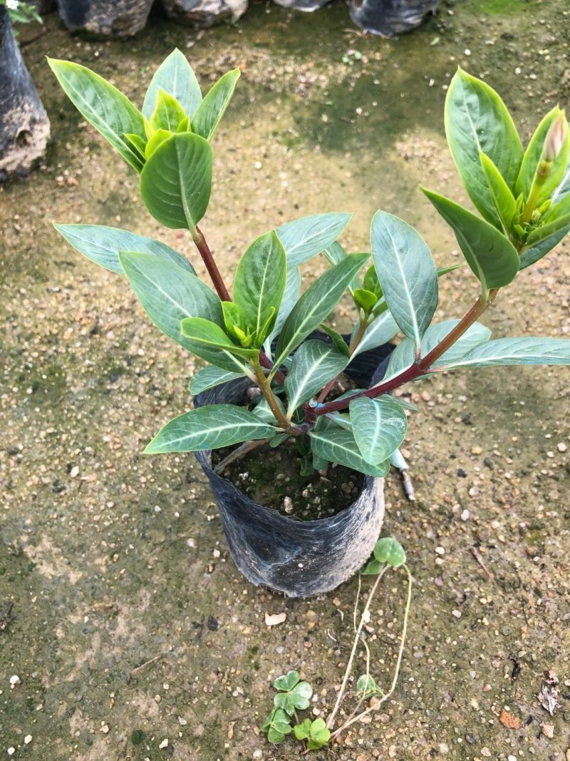 长春花