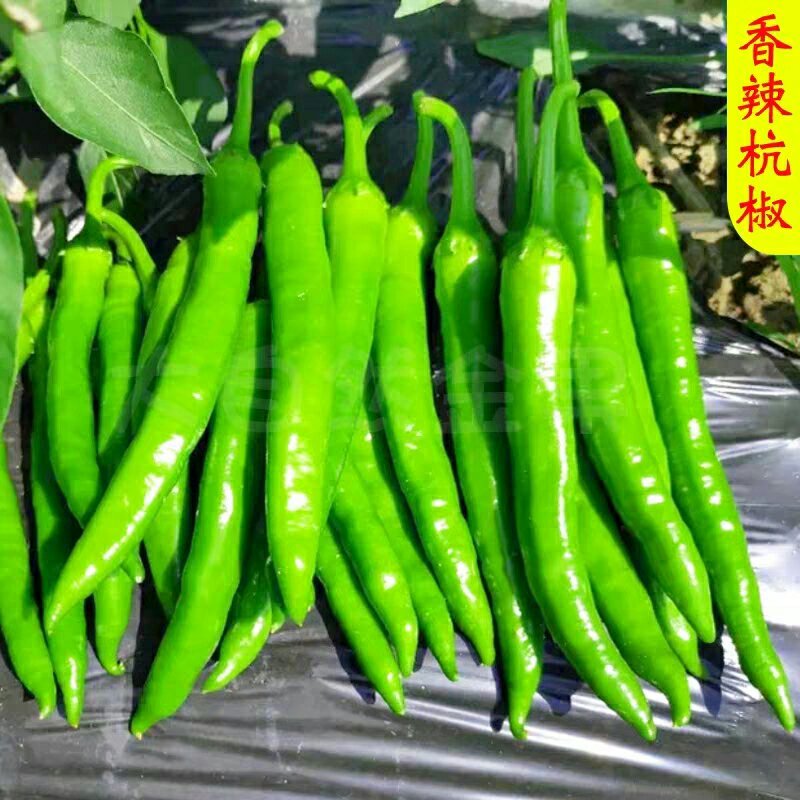 【辣椒苗】黄皮椒苗青皮大羊角椒苗青皮条椒苗苏椒五号苗等