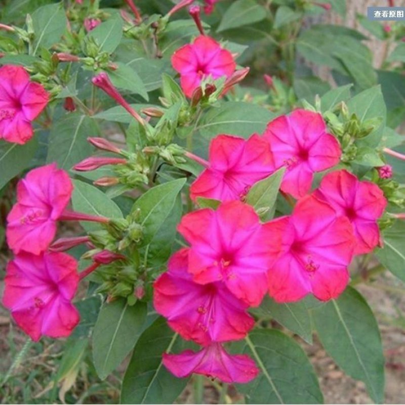 观花植物紫茉莉种子紫色驱蚊花草景观花海胭脂花种子