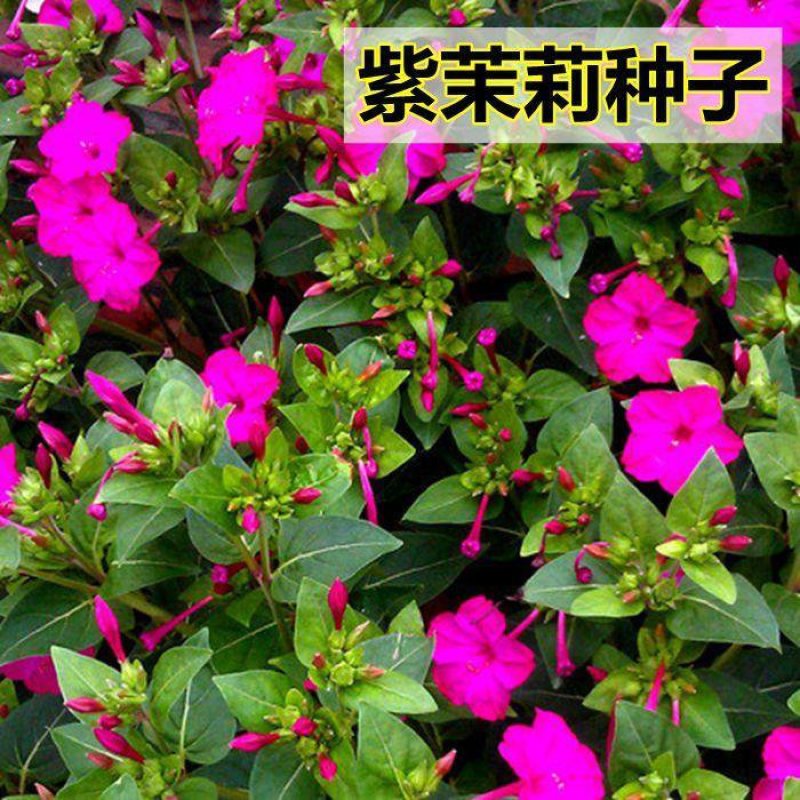 观花植物紫茉莉种子紫色驱蚊花草景观花海胭脂花种子