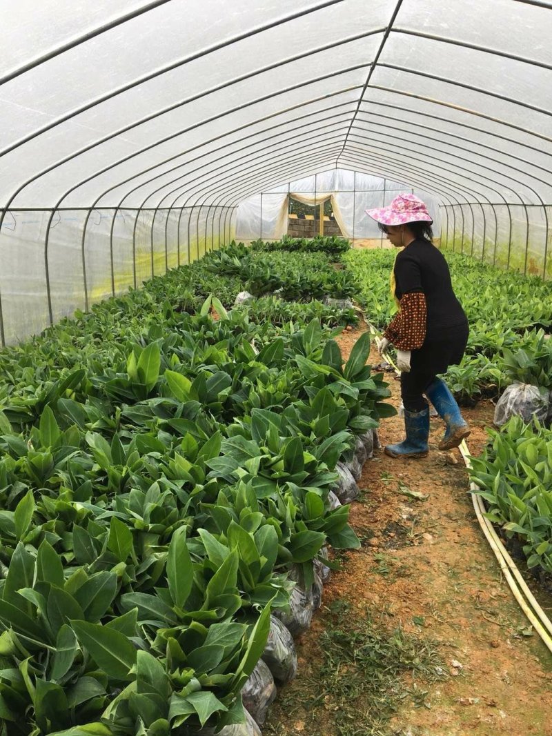 广西农科院直销脱毒香蕉苗西贡蕉苗皇帝蕉苗红香蕉苗