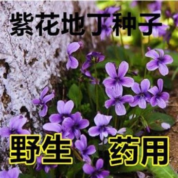 紫花地丁种子多年堇菜野生紫草地丁盆栽药用四季低矮绿化草籽