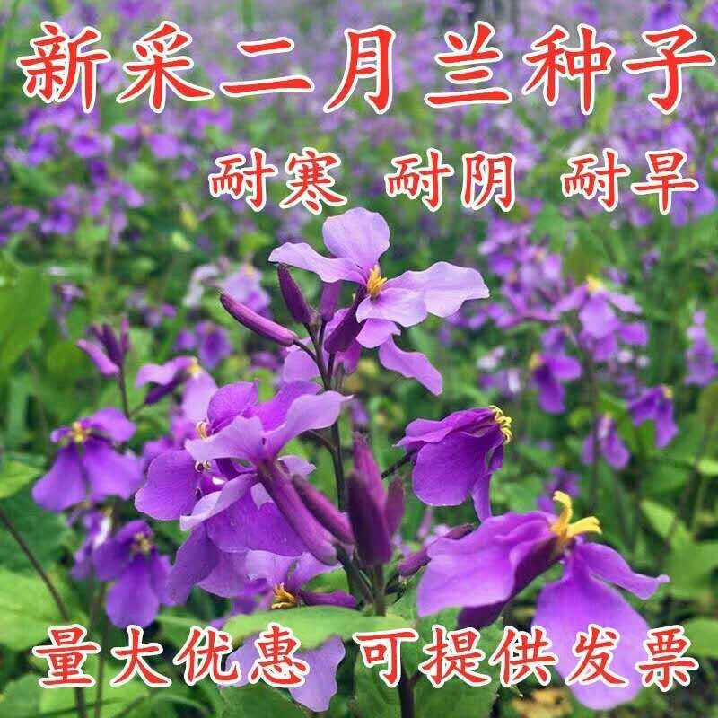 二月兰花种子