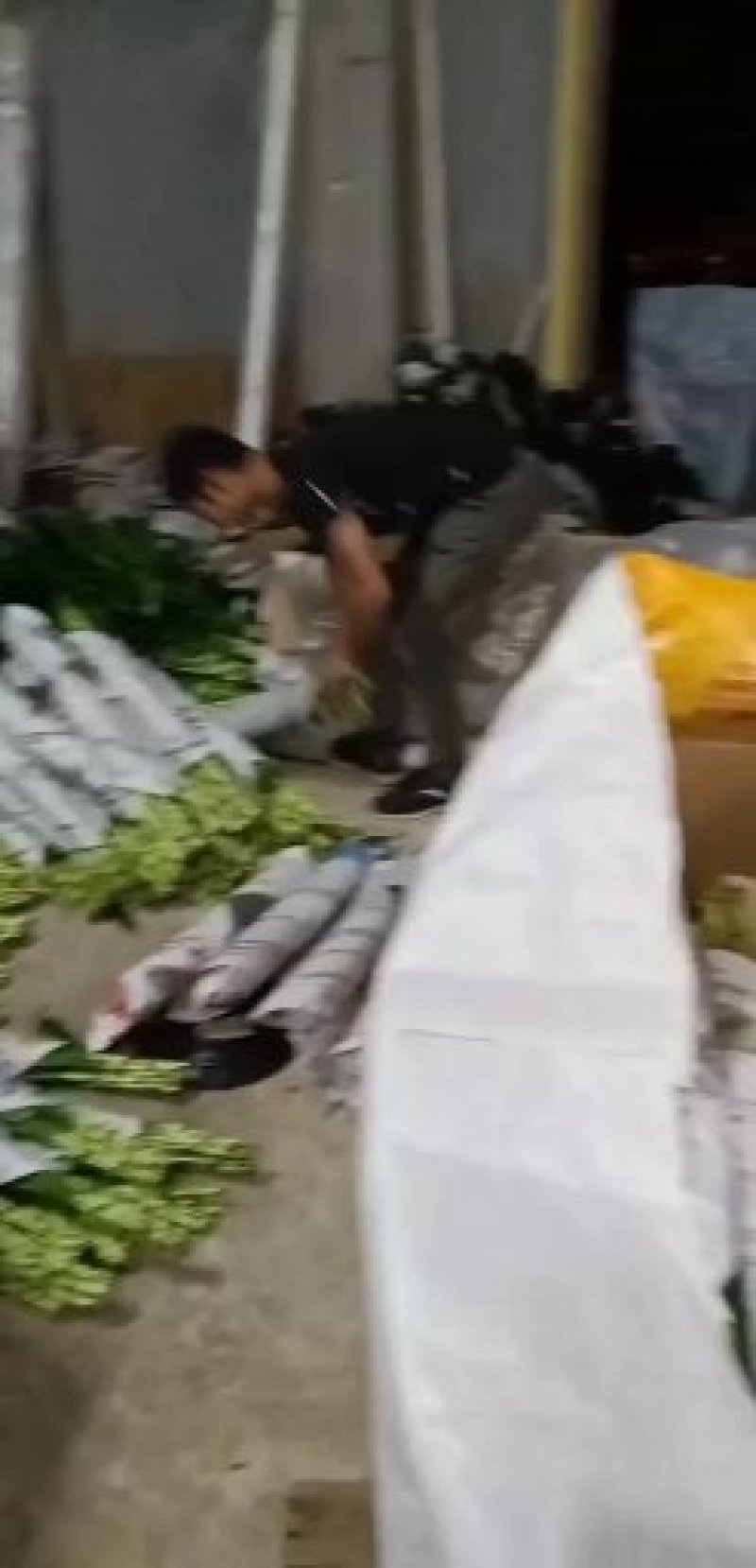 绿竹焦青竹焦自产自销一手货源价格美丽