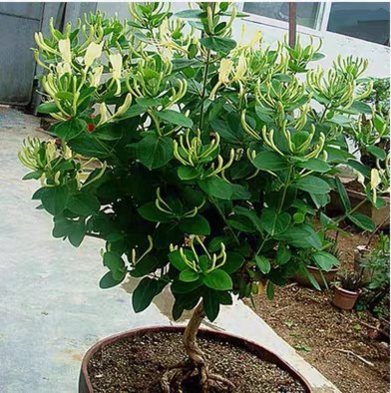 金银花树苗树型爬藤药用红金银花卉盆栽地栽四季金银花苗