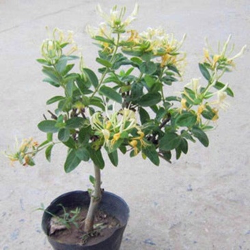 金银花树苗树型爬藤药用红金银花卉盆栽地栽四季金银花苗