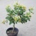 金银花树苗树型爬藤药用红金银花卉盆栽地栽四季金银花苗