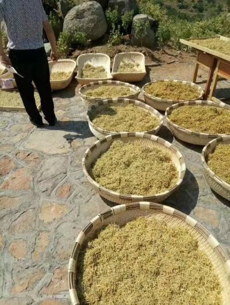 金银花树苗树型爬藤药用红金银花卉盆栽地栽四季金银花苗