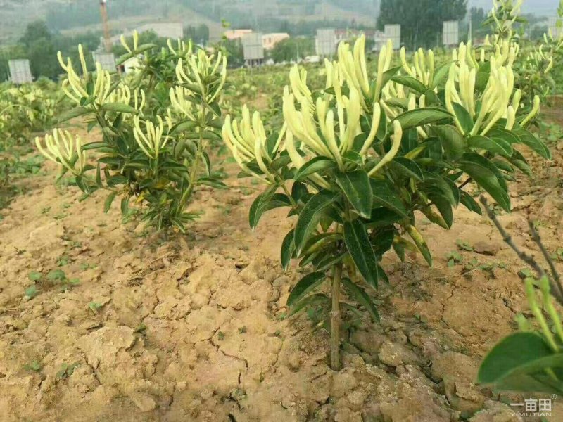 金银花树苗树型爬藤药用红金银花卉盆栽地栽四季金银花苗