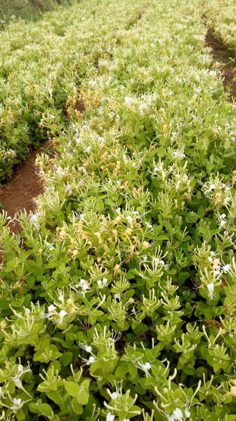 金银花树苗树型爬藤药用红金银花卉盆栽地栽四季金银花苗