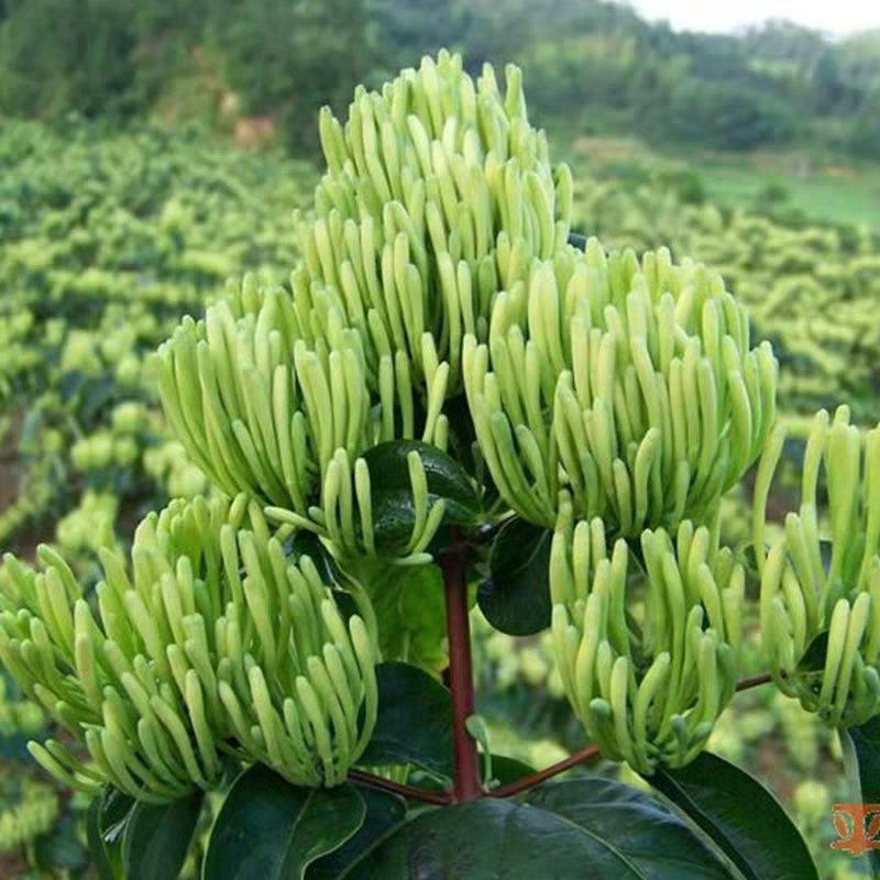 金银花树苗树型爬藤药用红金银花卉盆栽地栽四季金银花苗
