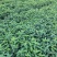 金银花树苗树型爬藤药用红金银花卉盆栽地栽四季金银花苗