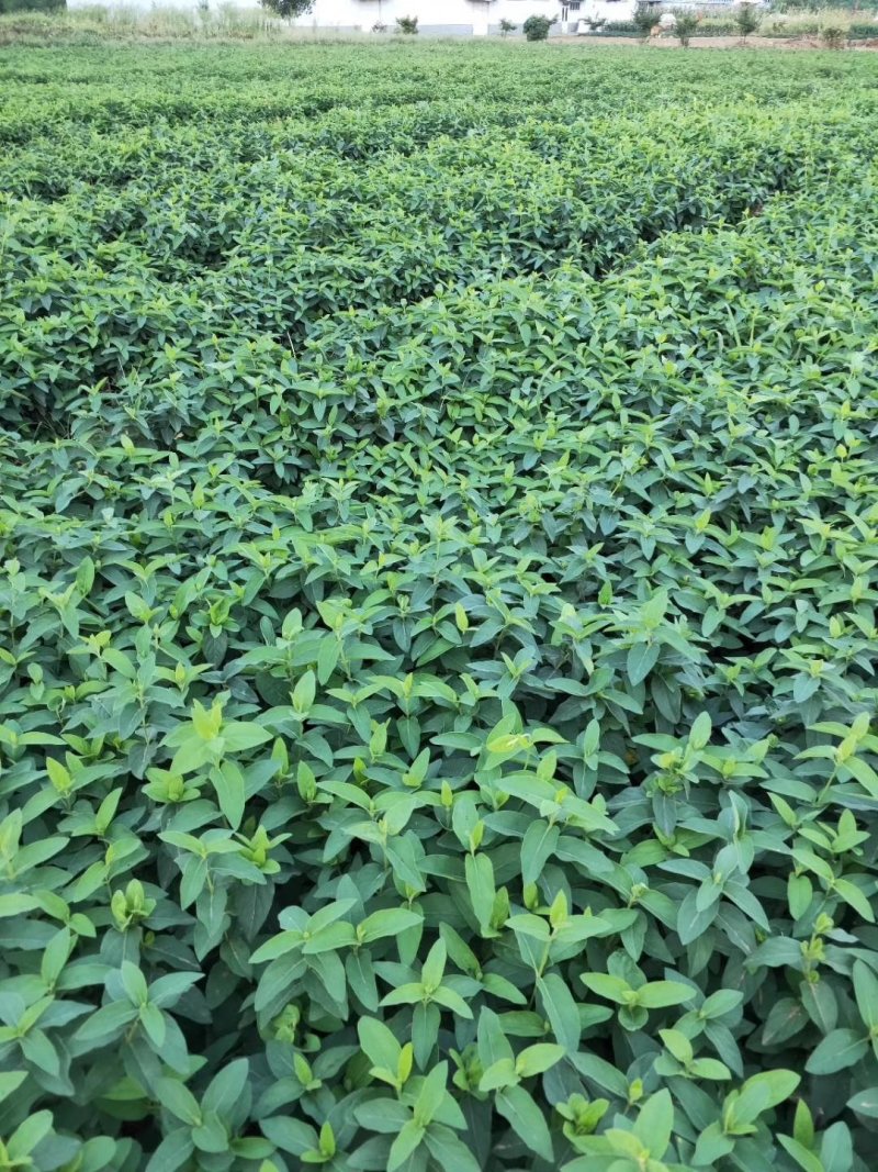 金银花树苗树型爬藤药用红金银花卉盆栽地栽四季金银花苗
