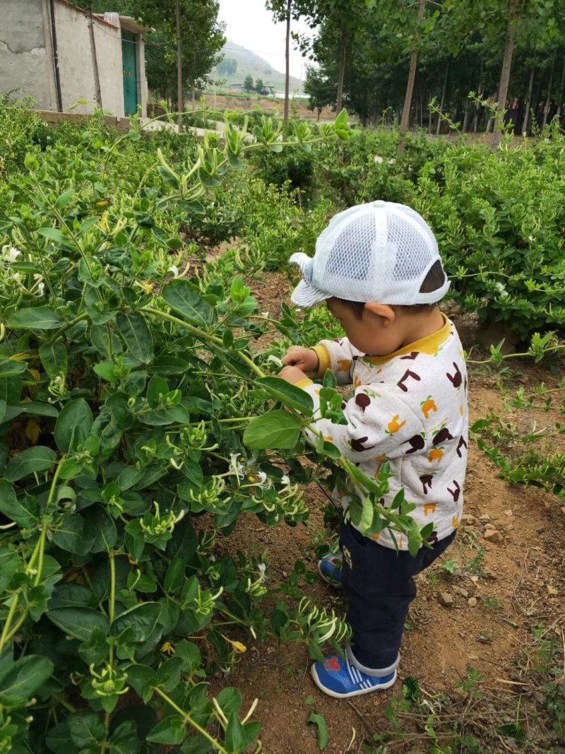 金银花树苗树型爬藤药用红金银花卉盆栽地栽四季金银花苗