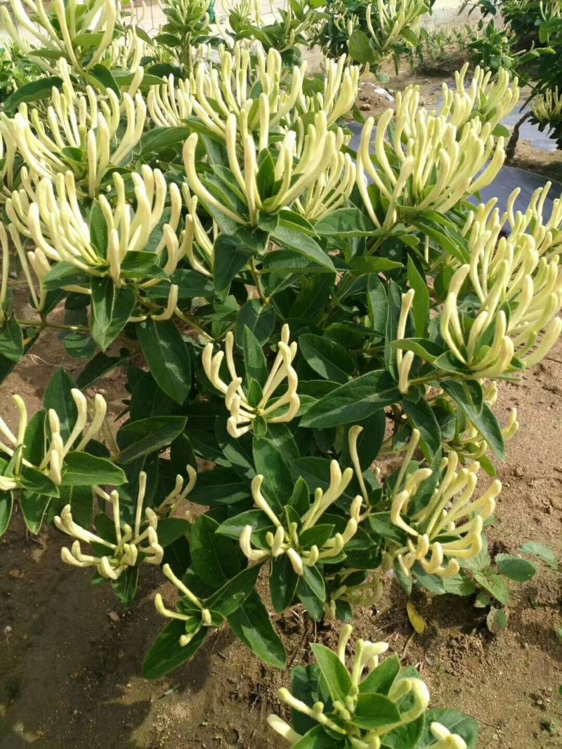 金银花树苗树型爬藤药用红金银花卉盆栽地栽四季金银花苗