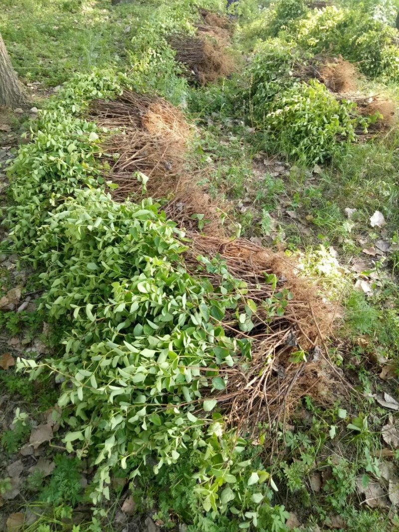 金银花树苗树型爬藤药用红金银花卉盆栽地栽四季金银花苗