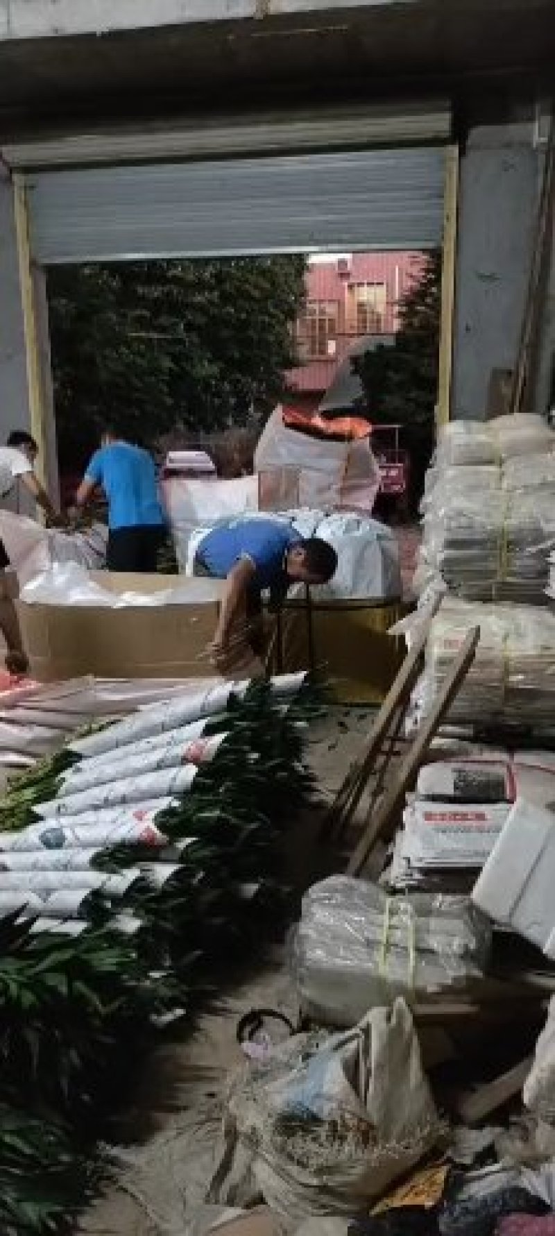 散尾葵散尾叶散尾基地直销鲜花婚庆用品