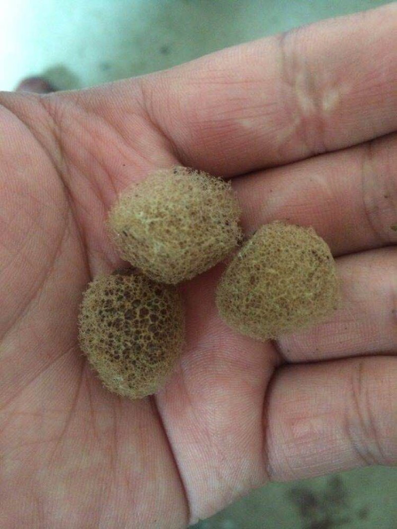 水蛭卵茧，我们投资你来养殖成活率高收入稳定