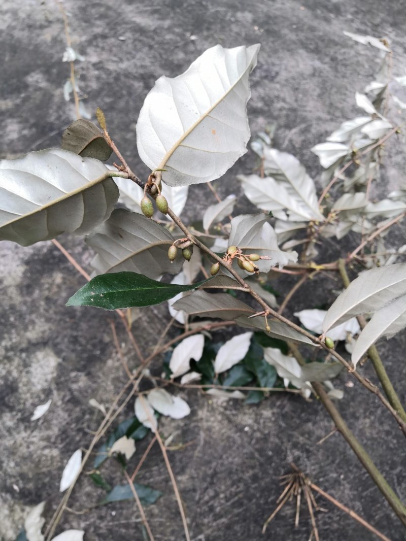 牛奶果碳化木桩盆景苗木