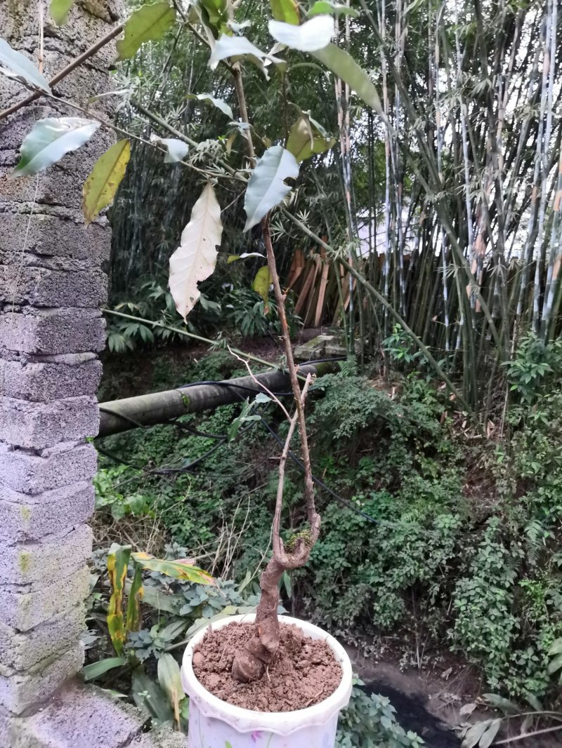 牛奶果碳化木桩盆景苗木