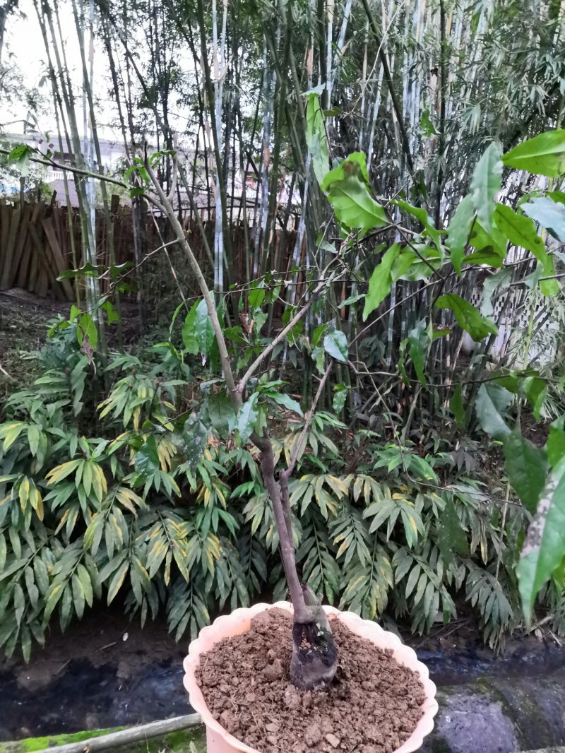 牛奶果碳化木桩盆景苗木