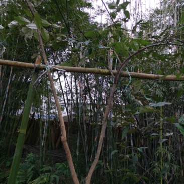 牛奶果碳化木桩盆景苗木