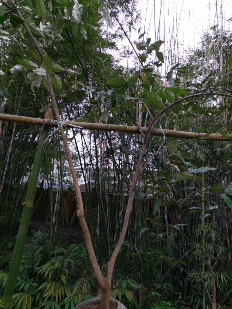 牛奶果碳化木桩盆景苗木