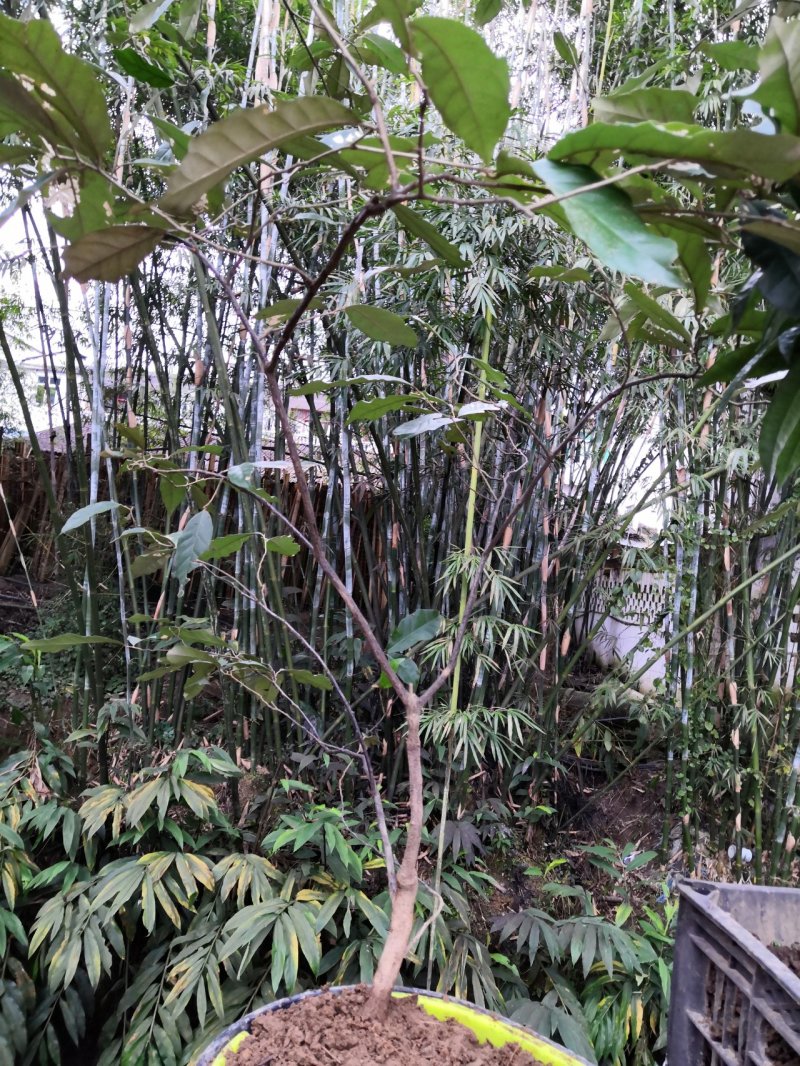 牛奶果碳化木桩盆景苗木