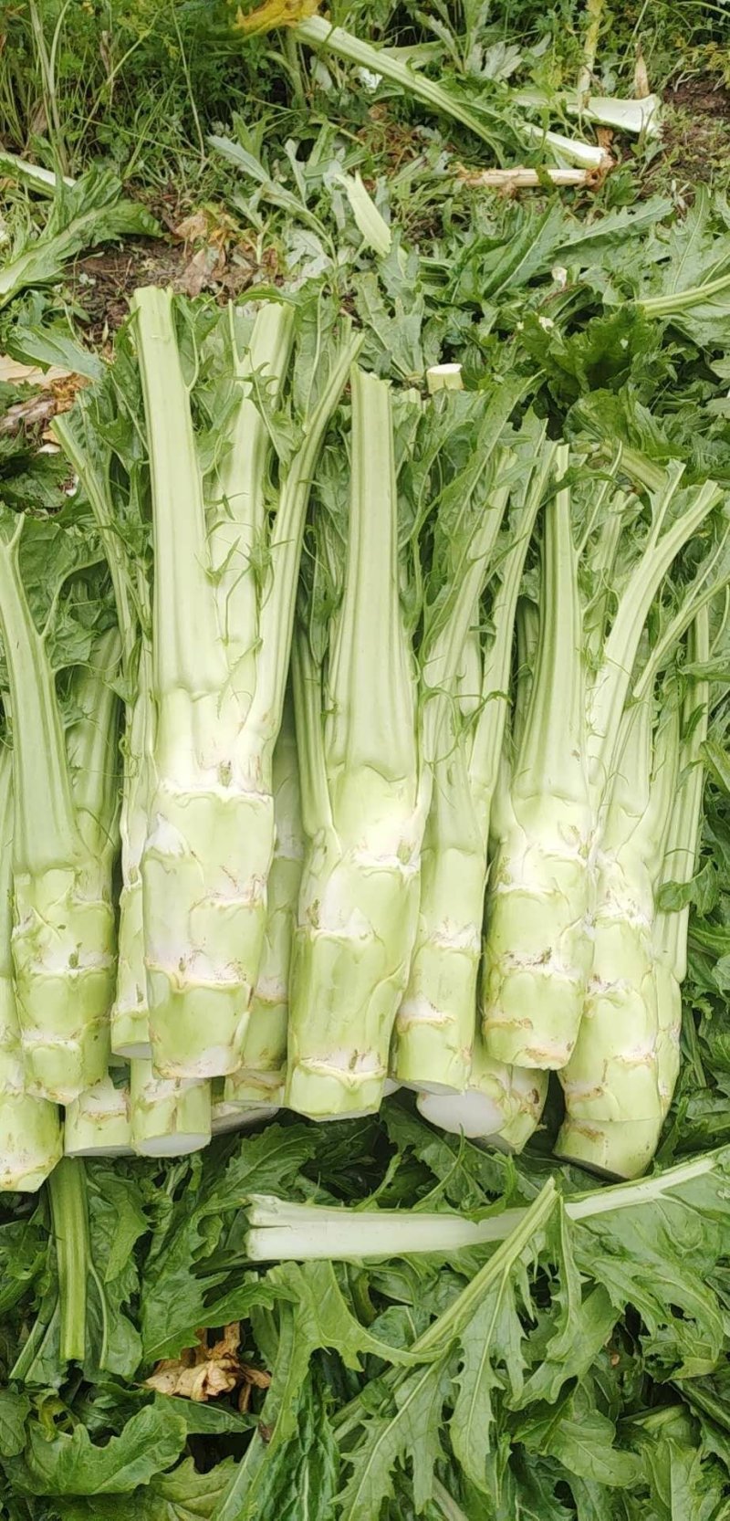 棒菜板叶，，，，，，
