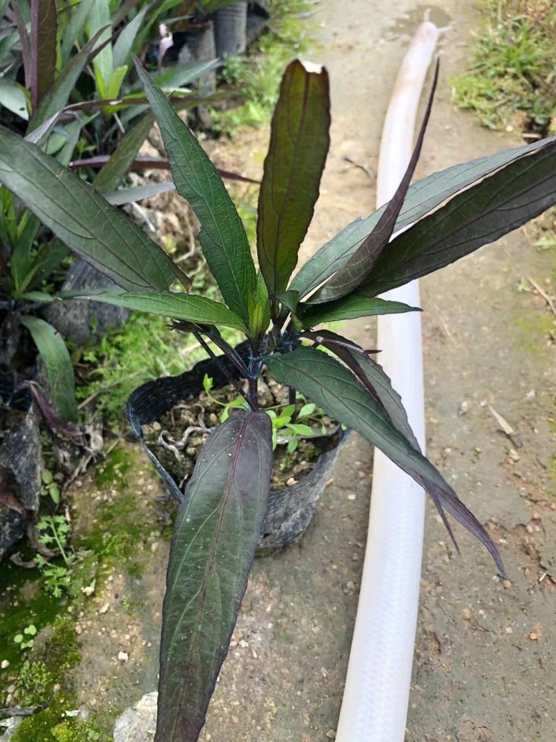 翠芦莉