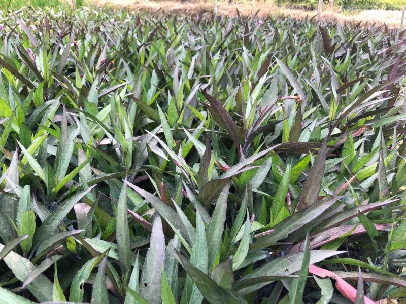 翠芦莉